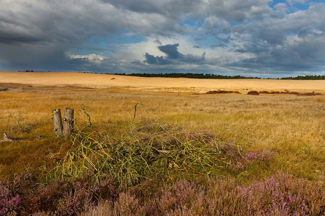 12 Hoge Veluwe, de pollen.jpg